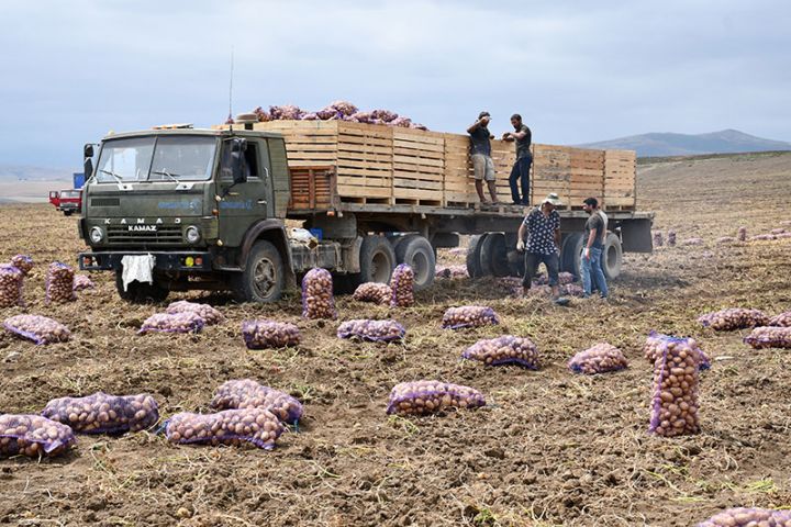 Bu aqropark hər hektardan 55 ton kartof yığır