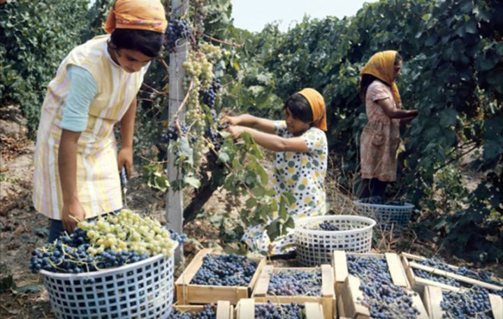 "Nübar məhsulun qiyməti belədirsə, bir müddət sonra qiymət lap aşağı düşəcək"- NARAZILIQ