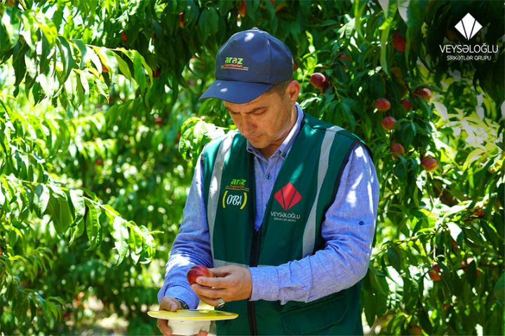 “Fermerlərlə birbaşa əməkdaşlıq edirik ki, istehsalçılar məhsullarını satmaq üçün vaxt və pul sərf edərək Bakıya gəlməsin” – Sərdar Ceylan