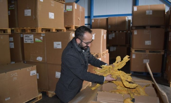 Azərbaycan şirkəti Rusiyaya quru tütün ixracına başlayıb