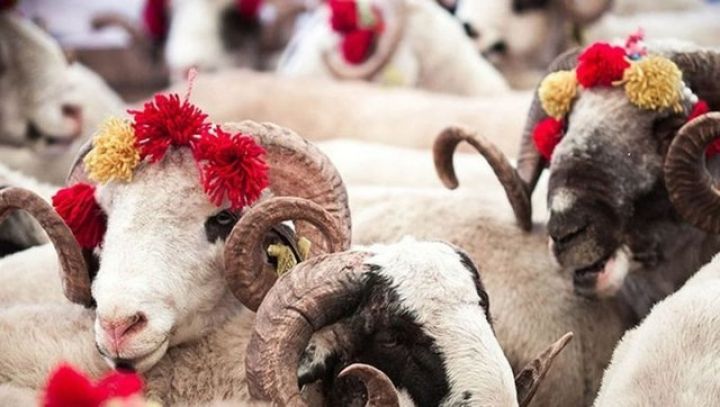 Qurbanlıq qoyunların onlayn satış yarmarkası təşkil olunacaq