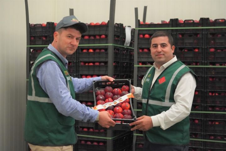 "Veysəloğlu" ilk 6 ayda fermerlərdən 4,7 milyon manatlıq meyvə-tərəvəz alıb