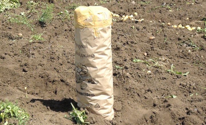 Cəlilabaddan Rusiyaya daşınır - "Əsasən Rusiya bazarına ixrac edirik"