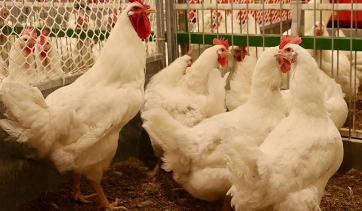 Daha üç ölkədən quşçuluq məhsullarının idxalı məhdudlaşdırılıb