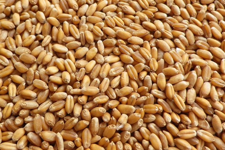 Azərbaycana bir ton buğdanın idxal dəyəri 68 dollar bahalaşıb