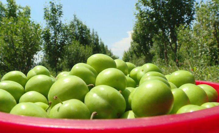 Ağstafanın alça bağlarında məhsuldarlıq yüksəkdir