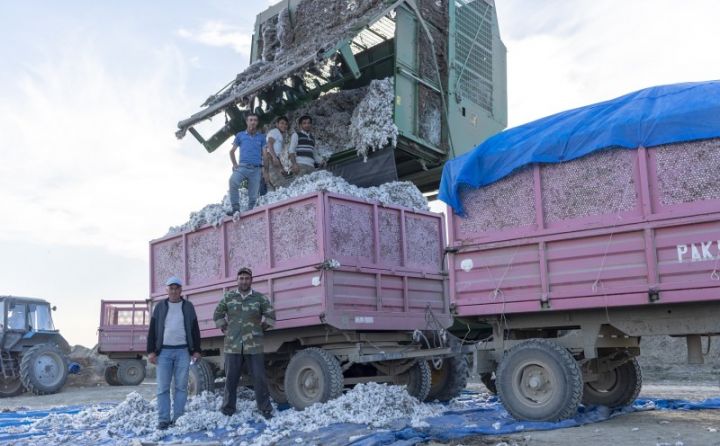 Bugünədək yığılan pambığın həcmi açıqlandı