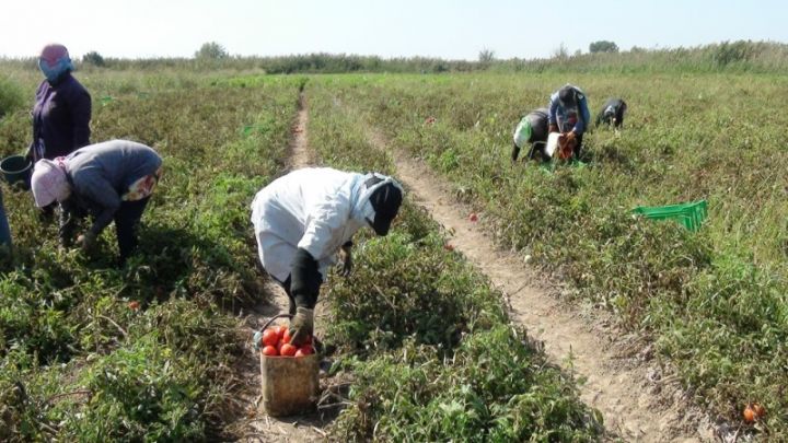 İyunda əkilən şitillərdən sentyabrın əvvəlindən məhsul yığımına başlanılıb