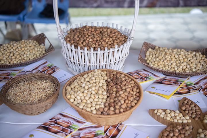 Azərbaycanda fındığın 45 faizi Zaqatalada yetişdirilir