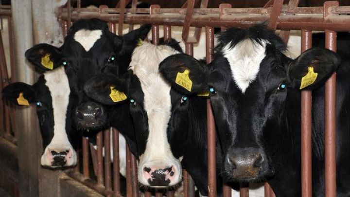 Türkiyə süd tozu ixracına məhdudiyyət qoydu