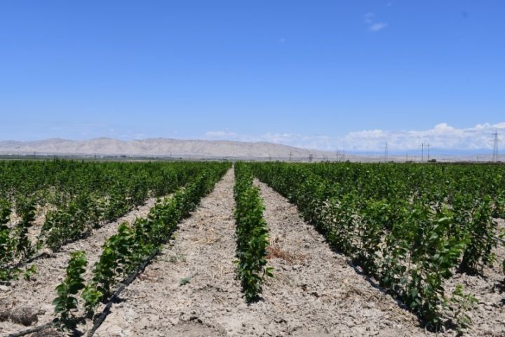 100-dən artıq fermerin cəlbi ilə nəhəng aqropark yaradılır - 100 MİLYONDAN ÇOX SƏRMAYƏ QOYULACAQ