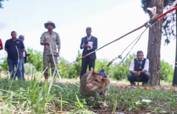 Azərbaycanda minatəmizləmədə siçovullardan da istifadə ediləcək