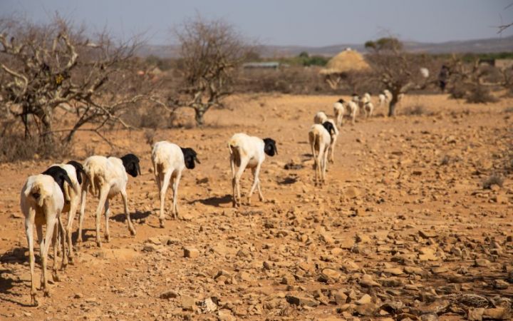 Qlobal ərzaq qiymətləri 11 aydır davamlı olaraq düşür