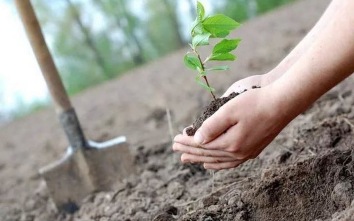 Azərbaycan bankirləri Qarabağda ağac əkəcəklər