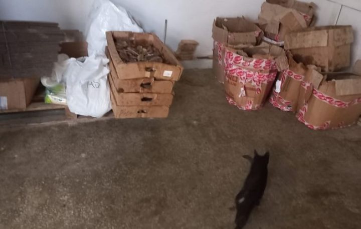 “Okeanus” şirkətinin balıq müəssisəsinin fəaliyyəti məhdudlaşdırıldı