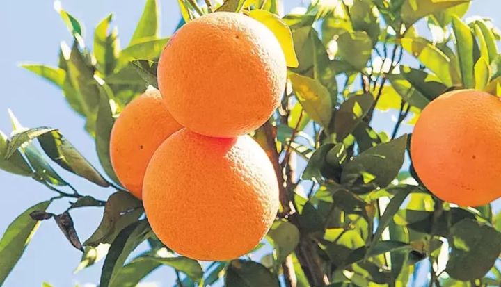 Türkiyədə portağal və mandarin istehsalının 30-50% azalacağı gözlənilir