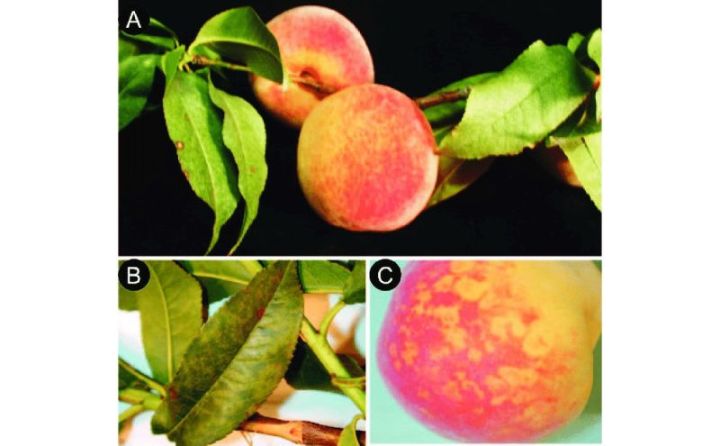 Türkiyədən gətirilən 38 min ədəd tingdə virus aşkarlandı -  məhv olunmasına qərar verildi