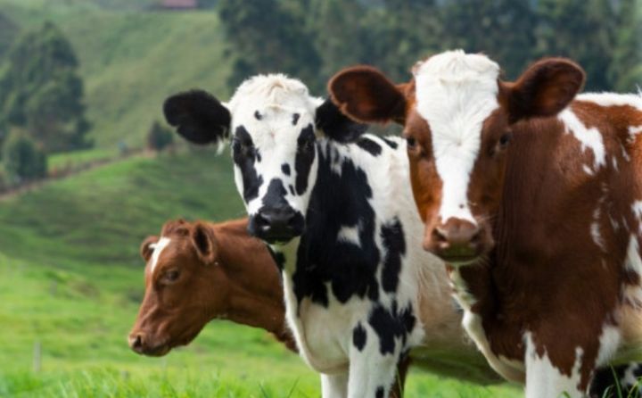 Azərbaycanda heyvan xəstəliklərindən azad zonalar yaradılır