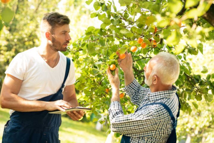 Aqrar Sığorta Fondu 20 milyon manata yaxın ödəniş edib