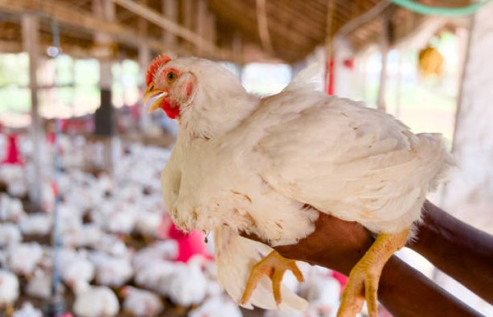 "Quşçuluq təsərrüfatları ikinci-üçüncü əl kəsim avadanlığı ilə işləyirlər"