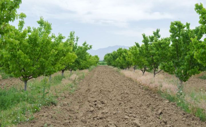Naxçıvanda subsidiya əmsalları ilə bağlı yeni qərarlar qəbul edilib