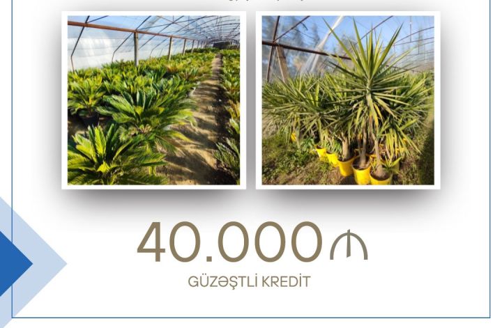 Fərdi sahibkardekorativ tingçiliyin inkişafı layihəsi üzrə güzəştli kredit alıb