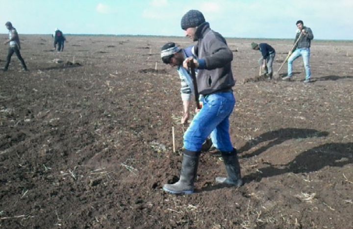 İsmayıllı aqrar məhsulların istehsalında önə keçir