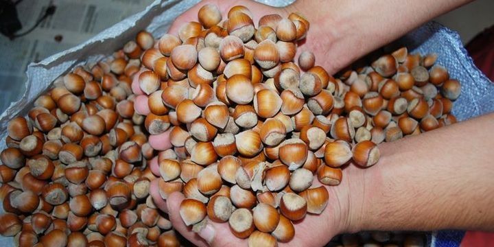 Türkiyə üç ayda 100 min ton ləpə fındıq ixrac edib