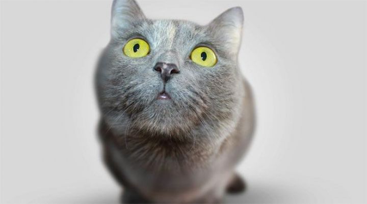 İndi də rəqəmsal pişik bəsləyib satırlar  