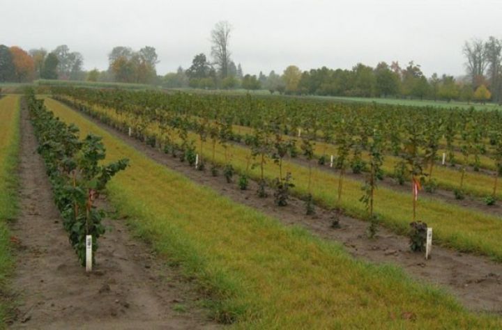 Xaçmazda 2500 hektar əkildi