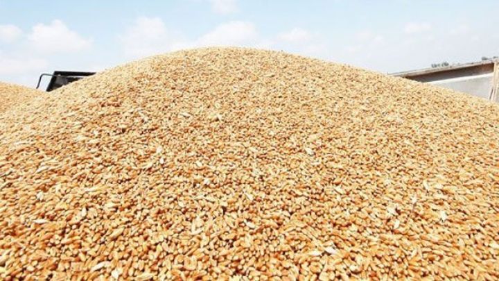 Dövlət Taxıl Fondu buğda tədarükü elan edib - QİYMƏT