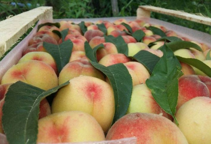 Bağlarda 20 min ton var, kiloqramını 60 qəpik-1 manata satırlar