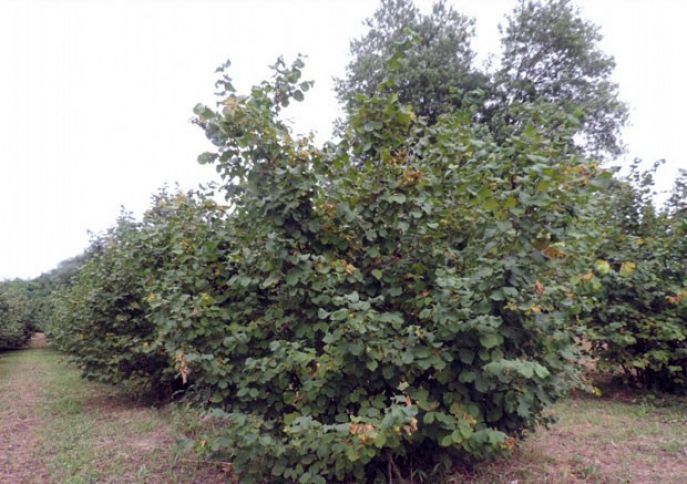 Azı 250 ton olacağı gözlənilir