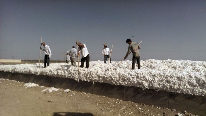 Bu rayon qısa vaxtda 600 tona yaxın “ağ qızıl” yığdı