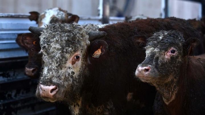 "Aqrolizinq" törədici buğa alır