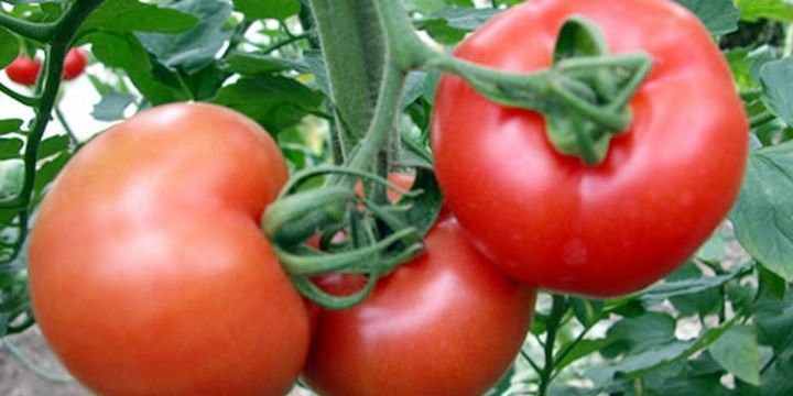 Rusiya, Türkiyə pomidoruna bütün məhdudiyyətləri ləğv edir