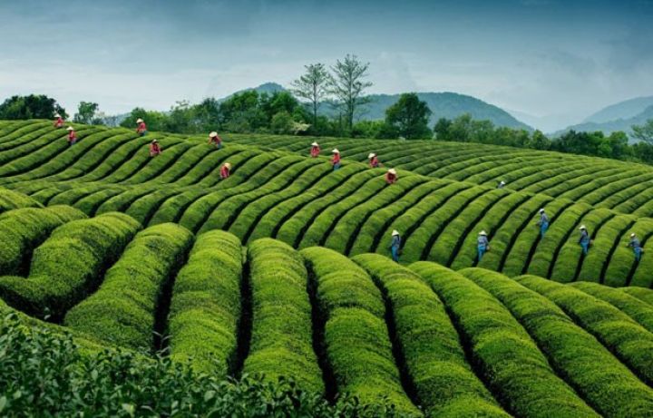 Astarada çay yığımı başa çatıb – 11,3 FAİZ ARTIM