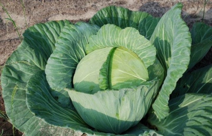 İndiyədək səhv zənn ediblər - Əkinin nəticəsi fermerləri təəcübləndirdi