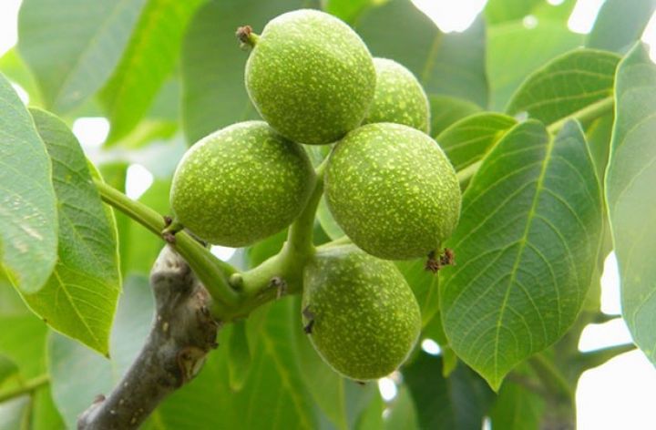 Azərbaycanda 10 min hektar sahədə əkiləcək - PREZİDENT AÇIQLADI