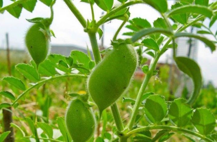 Əlverişsiz hava noxudun məhsuldarlığını aşağı salıb