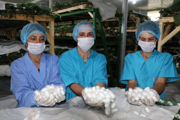 Lənkəranda uzun illik fasilədən sonra ilk dəfə tədarükünə başlanılıb