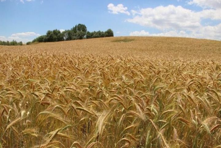 Kombayın tapılmır, arpa sahələrdə məhv olur - FERMERLƏR ALDADILIR