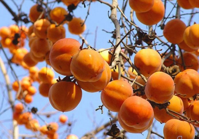 Xurma istehsalının əsas problemi açıqlanıb