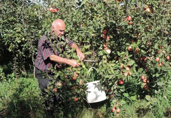 “Qubalı Miçurin”: Mən almanın kiloqramını 1,5-2 manata satıram
