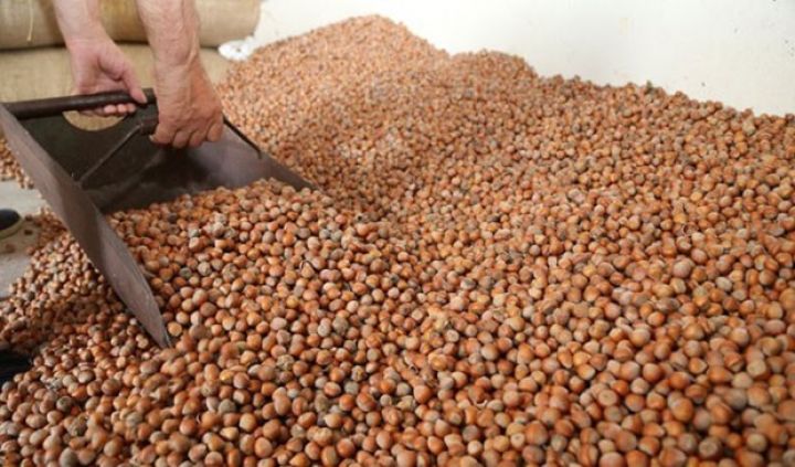 Türkiyədə fındığın alış qiymətləri açıqlanıb