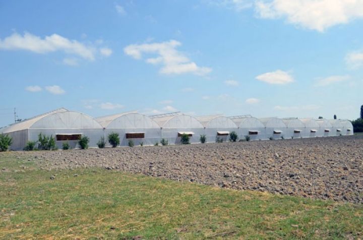 Kürdəmirdə istixana təsərrüfatına maraq artır