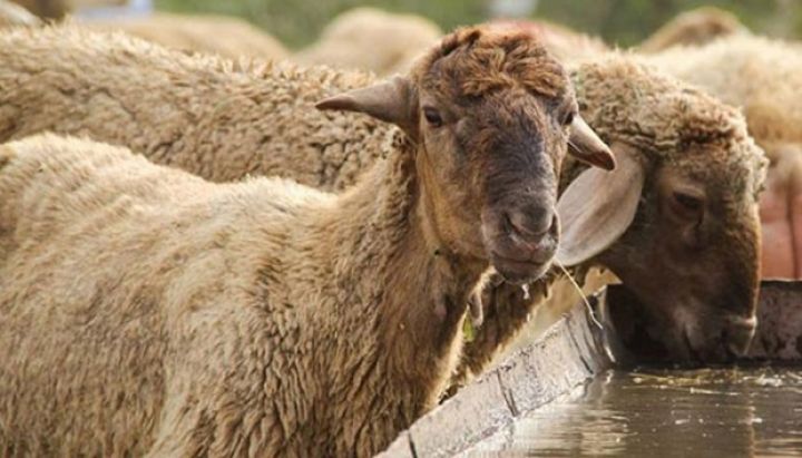 Rusiya ilə həmsərhəd rayonlara vaksin göndərilib