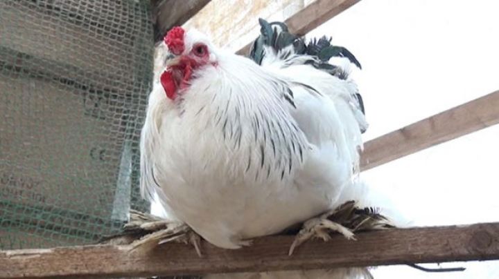 Bir cütü 80-100 manata, yumurtası isə 2-3 manata satılır