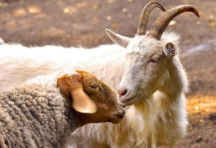 Azərbaycan Dağıstandan qoyun və keçi idxalını 2 dəfə azaldıb