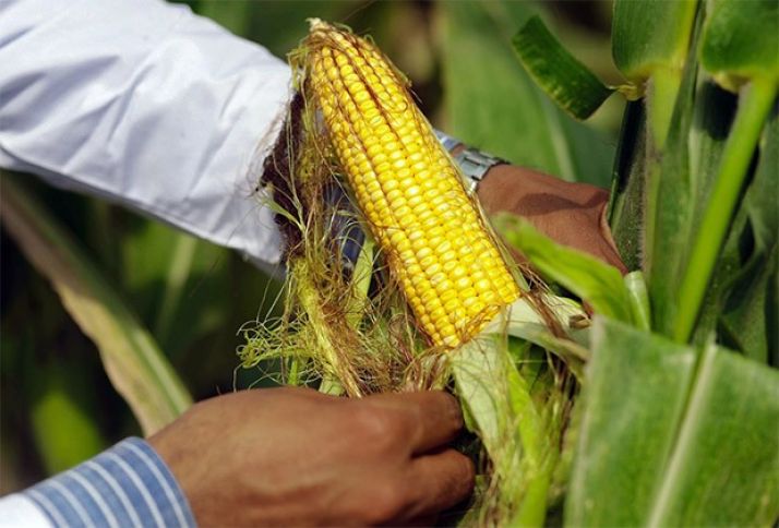 Azərbaycanda ilk hibrid qarğıdalı toxumu istehsalına başlanılıb